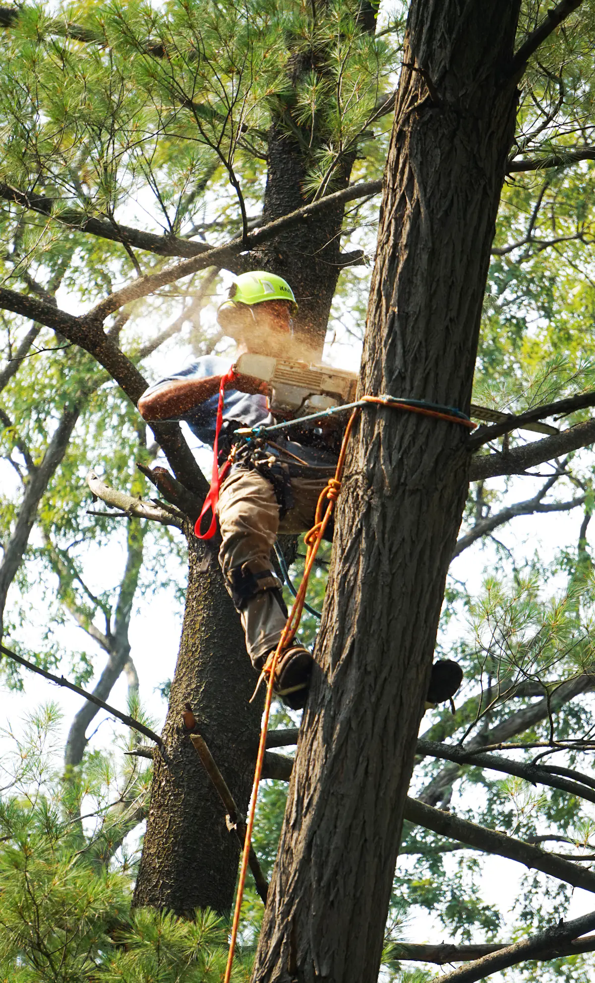 An arborist climbing a tree on ropes to take down a large limb