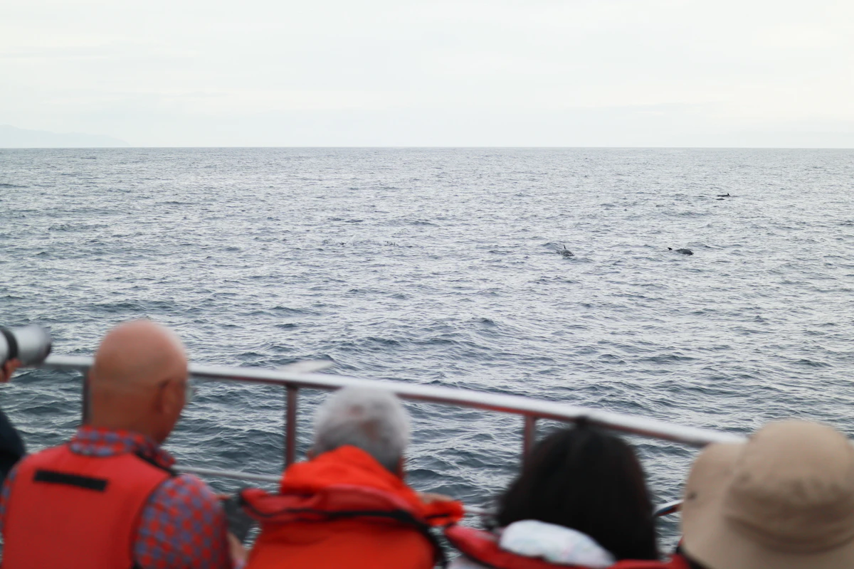 Guests on a boat tour watching a whale surface beside them
